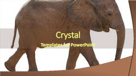  Presentation with scroll paper isolated on white - Beautiful presentation design featuring walking wisely - young elephant isolated on white backdrop and a  colored foreground