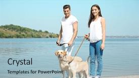  Presentation with walking - Colorful PPT theme enhanced with walking yellow retrievers near river backdrop and a light blue colored foreground