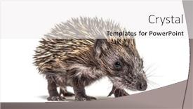  Presentation with walking - Audience pleasing presentation theme consisting of walking-young-european-hedgehog-looking backdrop and a white colored foreground