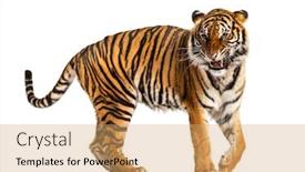  Presentation with molar tooth - PPT theme having walkingtiger-showing-its-tooth background and a coral colored foreground