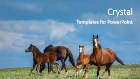  Presentation with summer time - Slide set enhanced with herd of horses walks in field two mares with foals on pasture at summer time background and a teal colored foreground