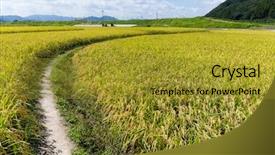  Presentation with carabao in rice field - Slides enhanced with walkway into green rice field background and a gold colored foreground
