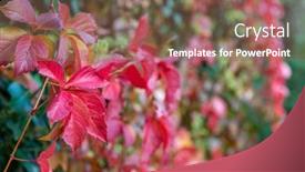  Presentation with beauty beautiful autumn in japanese - Audience pleasing theme consisting of wall-covered-with-plants backdrop and a violet colored foreground