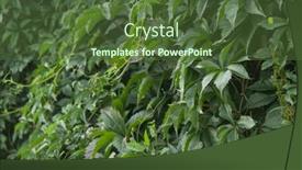  Presentation with green leaves - Presentation having wall-covered-with-vine-green background and a tawny brown colored foreground