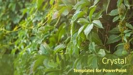  Presentation with green leaves - Slide set enhanced with wall-covered-with-vine-green background and a tawny brown colored foreground