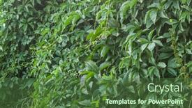  Presentation with green leaves - PPT layouts enhanced with wall-covered-with-vine-green background and a tawny brown colored foreground