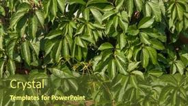  Presentation with green leaves - Presentation theme having wall-covered-with-vine-green background and a tawny brown colored foreground