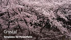  Presentation with japanese cherry blossom - Presentation theme with wall-of-japanese-cherry-blossoms background and a wine colored foreground