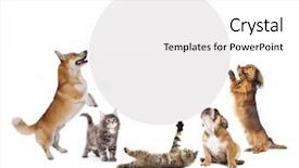  Presentation with dogs cats - Cool new presentation theme with wall paper - cats and dogs holding backdrop and a white colored foreground
