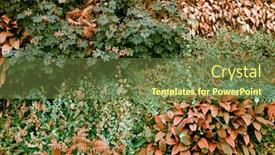  Presentation with plants - Slide deck with wall-with-tropical-plants-climbing background and a tawny brown colored foreground