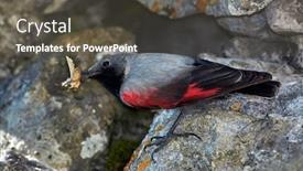  Presentation with natural - Slide set enhanced with wallcreeper-tichodroma-muraria-in-natural background and a dark gray colored foreground