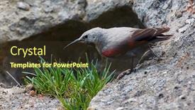  Presentation with natural - Presentation theme consisting of wallcreeper-tichodroma-muraria-in-natural background and a tawny brown colored foreground