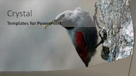  Presentation with natural - Beautiful PPT layouts featuring wallcreeper-tichodroma-muraria-in-natural backdrop and a light gray colored foreground