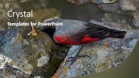  Presentation with natural - Presentation featuring wallcreeper-tichodroma-muraria-in-natural background and a tawny brown colored foreground