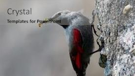  Presentation with natural gas power generation - Cool new presentation design with wallcreeper-tichodroma-muraria-in-natural backdrop and a light gray colored foreground