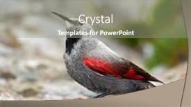  Presentation with natural - Cool new PPT layouts with wallcreeper-tichodroma-muraria-in-natural backdrop and a gray colored foreground