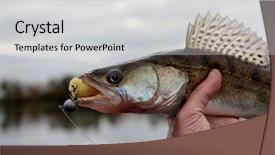  Presentation with autumn - PPT theme having walleye caught on handmade jig background and a light gray colored foreground