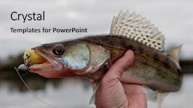  Presentation with autumn - PPT theme featuring walleye caught on handmade jig background and a light gray colored foreground