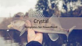  Presentation with autumn - Presentation theme consisting of walleye caught on handmade jig background and a coral colored foreground