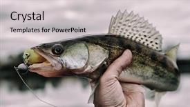  Presentation with freshly caught anchovy fishes engroulis - Slides enhanced with walleye caught on handmade jig background and a light gray colored foreground