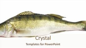  Presentation with freshwater fish - Beautiful presentation featuring walleye zander fish pikeperch isolated backdrop and a lemonade colored foreground