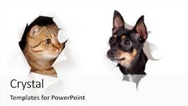  Presentation with cat dog - Audience pleasing slide deck consisting of wallpaper dogs cats - cat and dog in paper backdrop and a white colored foreground