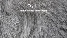  Presentation with animal - Colorful PPT theme enhanced with wallpaper dogs cats - gray animal fur backdrop and a  colored foreground