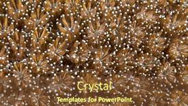  Presentation with living coral - 