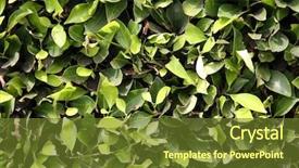  Presentation with india green natural - Theme with wallpapers computer backgrounds and more background and a tawny brown colored foreground