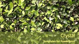  Presentation with green leaf - Audience pleasing theme consisting of wallpapers computer backgrounds and more backdrop and a tawny brown colored foreground