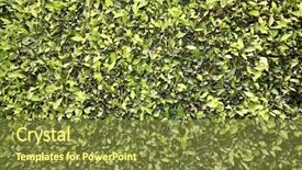  Presentation with animals - Cool new slides with wallpapers computer backgrounds and more backdrop and a tawny brown colored foreground