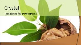  Presentation with walnut - Slide set with walnut closeup isolated on white background background and a yellow colored foreground