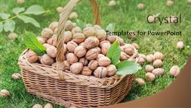  Presentation with walnut - Amazing PPT theme having walnut-harvest-walnuts backdrop and a seafoam green colored foreground