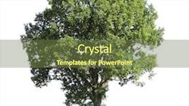  Presentation with walnut - Presentation theme enhanced with walnut tree latin name juglans regia isolated against a white background background and a tawny brown colored foreground