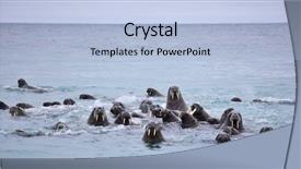 Presentation with land - PPT theme enhanced with walrus family in the sea background and a light blue colored foreground