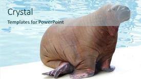  Presentation with zoo - Cool new PPT theme with two of siberian husky puppies on a light background caress backdrop and a light gray colored foreground