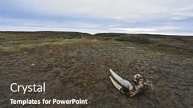  Presentation with skull - Presentation design having walrus-skull-with-tusks background and a dark gray colored foreground