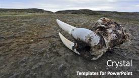  Presentation with skull - Beautiful slides featuring walrus-skull-with-tusks backdrop and a dark gray colored foreground