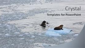  Presentation with ice - Cool new PPT theme with walruses-on-ice-floe backdrop and a light gray colored foreground