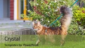  Presentation with walking cat - PPT theme consisting of wanderer - black tabby maine coon cat background and a seafoam green colored foreground