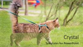  Presentation with walking cat - Theme enhanced with wanderer - black tabby maine coon cat background and a yellow colored foreground