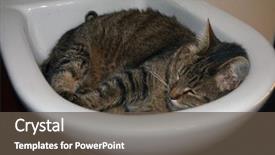  Presentation with homelesness and domestic violence - Presentation enhanced with ware house - domestic cat sleeping background and a  colored foreground