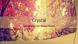  Presentation with leaves of the wetland forest - Presentation having warm color - path going though a forest background and a yellow colored foreground