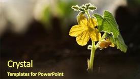  Presentation with soil - Colorful theme enhanced with warm earth tones - small cucumber plant with flower backdrop and a wine colored foreground