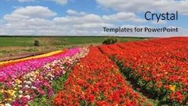  Presentation with festive - Audience pleasing PPT theme consisting of warm spring day bright festive red blooming field of buttercups backdrop and a light blue colored foreground