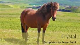  Presentation with iceland - Beautiful presentation featuring warm summer day in iceland farmer sleek bay horse with a light mane green lawn on the shores of the fjord backdrop and a yellow colored foreground
