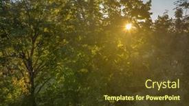  Presentation with fall foliage - Slide deck with warm-sun-shining-through-tree background and a  colored foreground