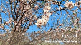  Presentation with snow day - PPT theme having warm-sunny-spring-day-snow background and a  colored foreground