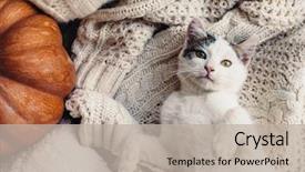  Presentation with kitten - Cool new presentation with warm sweater by autumn backdrop and a mint green colored foreground