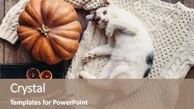  Presentation with kitten - Colorful theme enhanced with warm sweater by autumn backdrop and a coral colored foreground